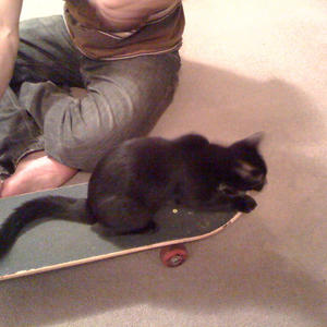Cats hate to skateboard.