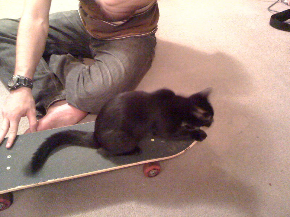 Cats hate to skateboard.