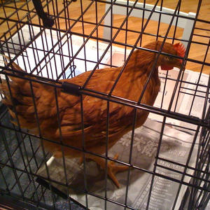 Where the hell did we get a chicken?