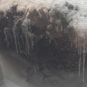 Ice Harvest
