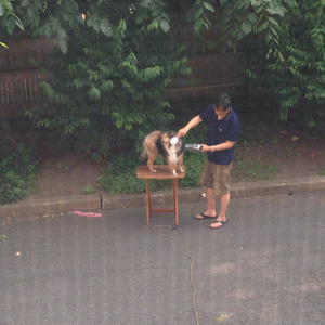 Dog Salon