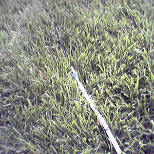 Snake in the grass...