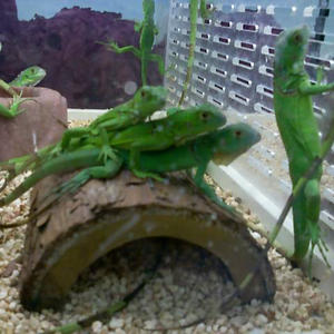 Not entirely sure what they're trying to accomplish...